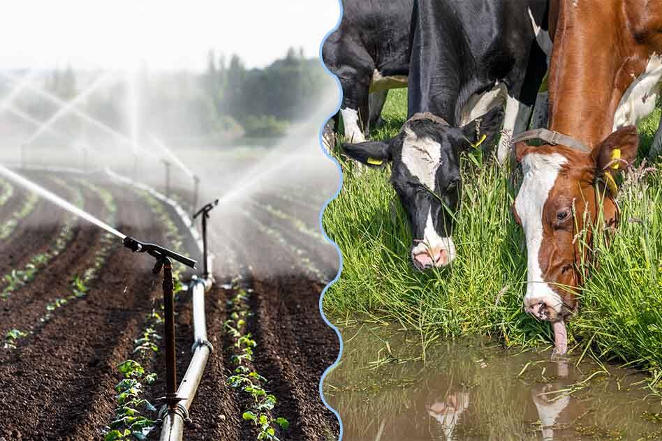 Cows drinking water in field